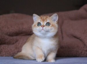 Ariel Female Spayed
