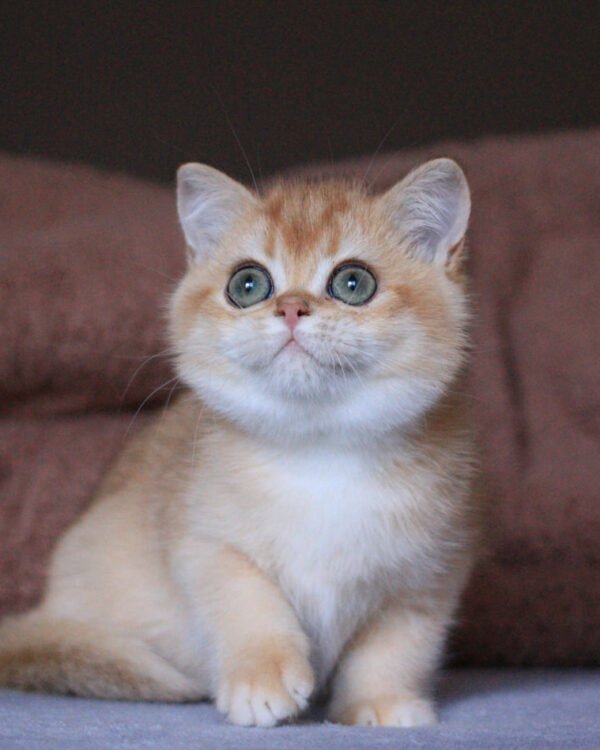 Ariel Female Spayed