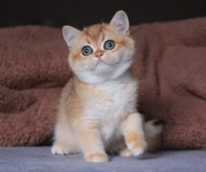 Aurora Female Spayed