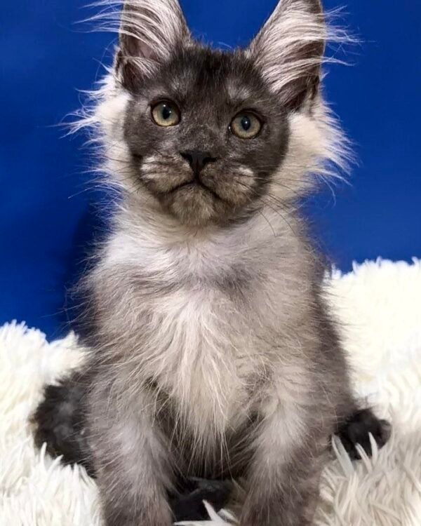 Shon Male Neutered SOLD