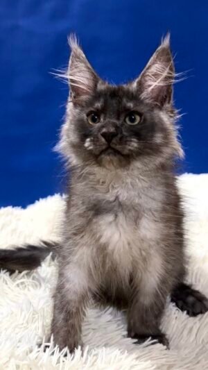 Silas Male Neutered