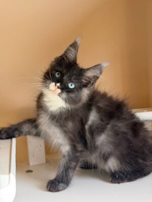 Runa Female Spayed