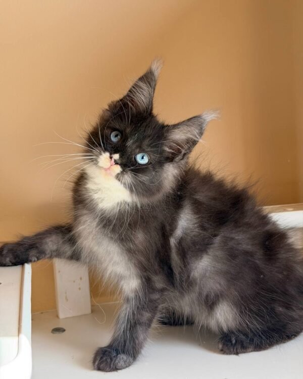 Runa Female Spayed