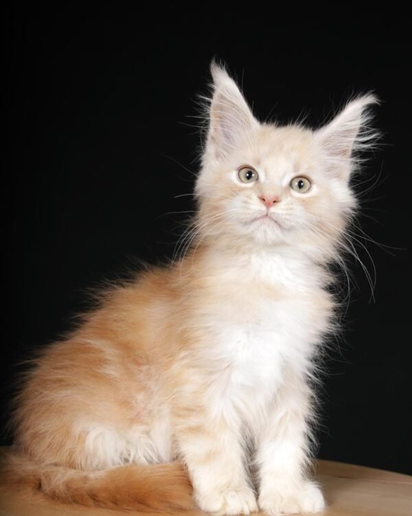 Oxx Male POLY Neutered