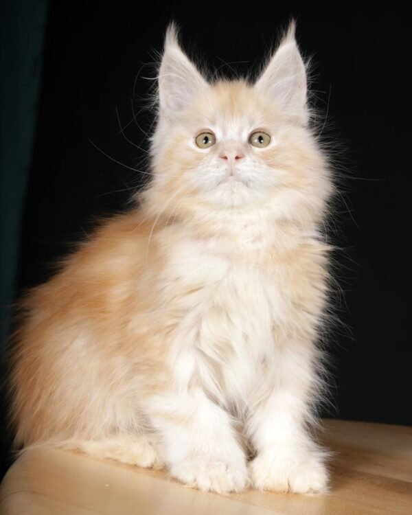 Oskar Male POLY Neutered