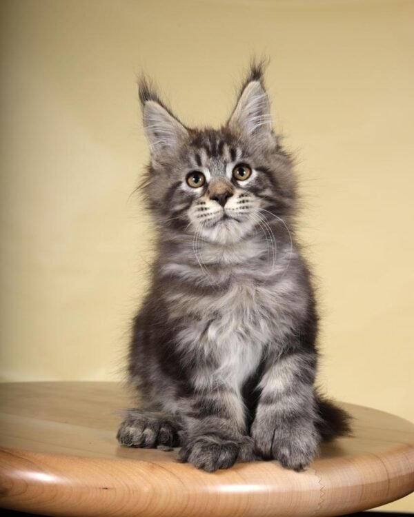 Onix Male POLY Neutered SOLD