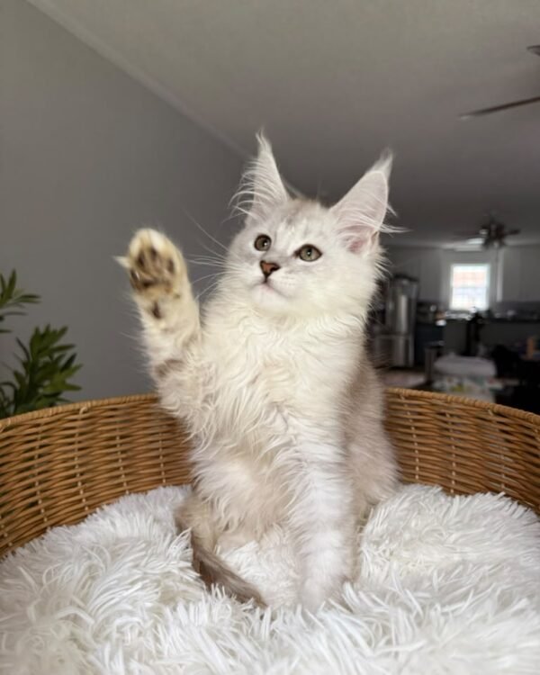 X-Bit Male Neutered
