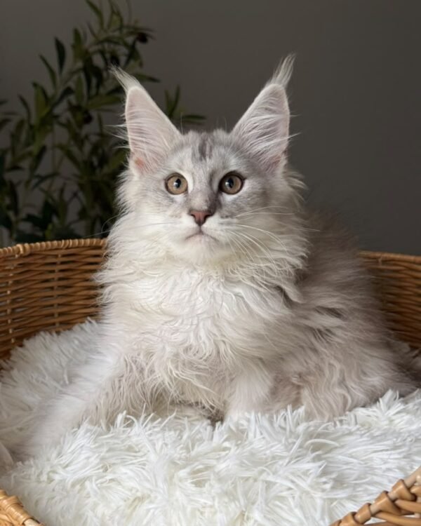 Winter Male Neutered