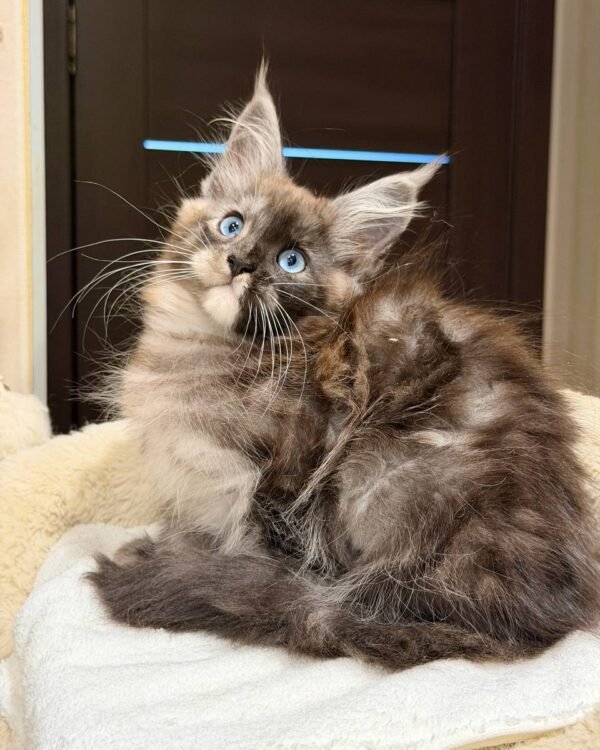 Odessa Female Blue Eyes Spayed