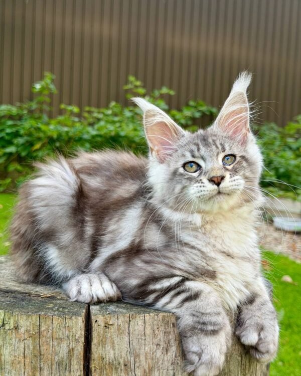 Olimpik Male POLY Neutered
