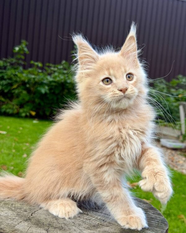 Rokki Male POLY Neutered